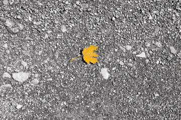 yellow leaf on the asphalt