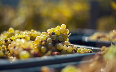 Green vine grapes. Grapes for making wine in the harvesting crate.