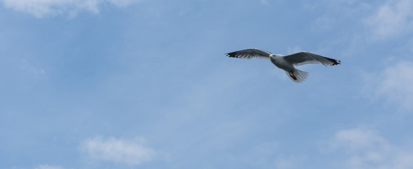 View of a beautiful seagull that flies spread its wings across the sky