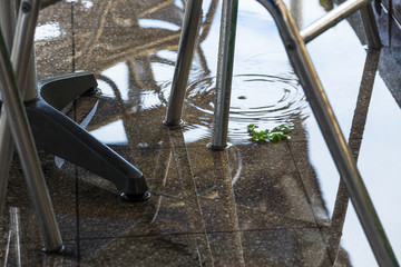 mint leaf in the rain © terex