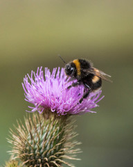 Bee