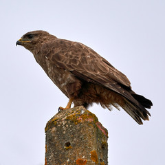 Common Buzzard Buteo Buteo Perched on a Post