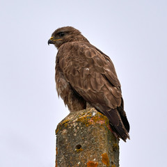 Common Buzzard Buteo Buteo Perched on a Post