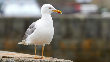 Yellow-legged Gull Port of Mugardos