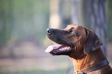 Ridgeback