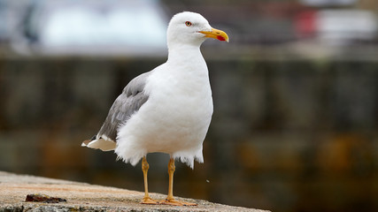 Yellow-legged Gull Port of Mugardos