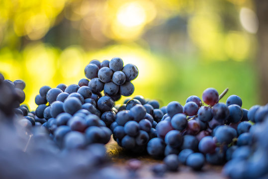 Blue Vine Grapes On The Top Of Old Wooden Barrel. Cabernet Franc Grapes For Making Wine In The Vineyard, Hungary