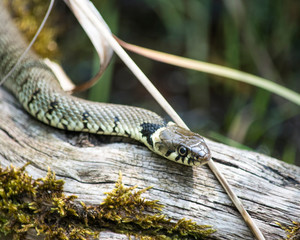 Snake in the grass