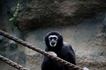 Gibbon