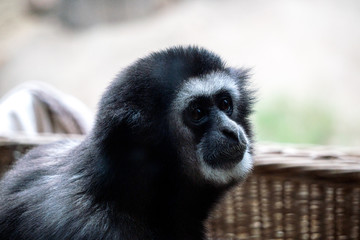 Gibbon02