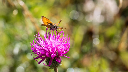 Papillon au travail