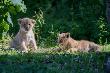 Lion cubs