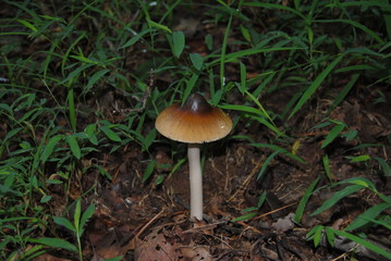 Mysterious Fungi of the Forest