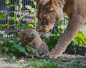 Mother and cub