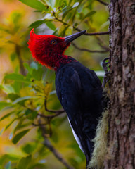 Magellanic Woodpecker in South America
