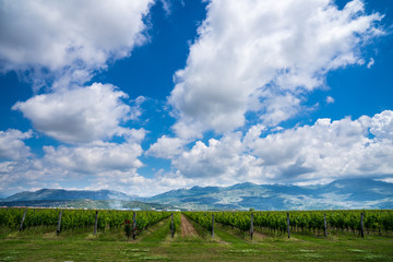 Fototapeta na wymiar Montenegro, Endless fields of wine production growing first class vines in valley of podgorica city surrounded by mountains