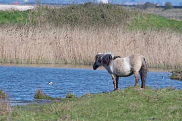 Konik horse © PhilB69
