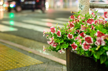 Fototapeta na wymiar 夜の雨と花壇【福岡県】