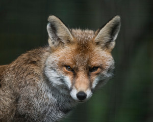 Red fox