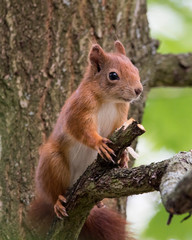 Red squirrel