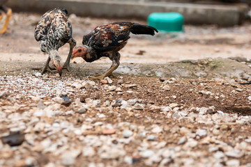 Thai breed chicken Eating food On the ground