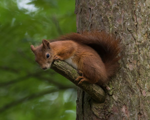 Red squirrel