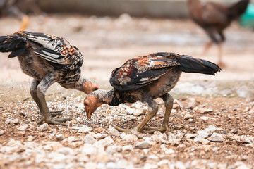 Thai breed chicken Eating food On the ground