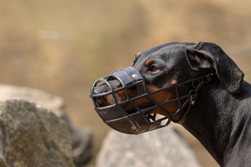 Dobermann mit Maulkorb