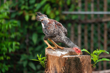 Thai breed chicken Eating food On the ground