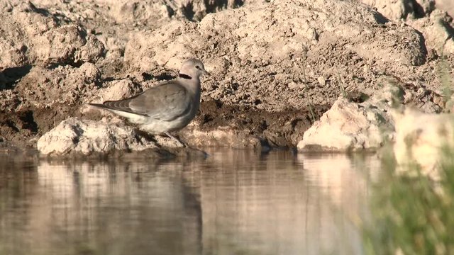 Cape turtle- (ring-necked) dove (Streptopelia capicola) drinking at a waterhole, eye-level view.
