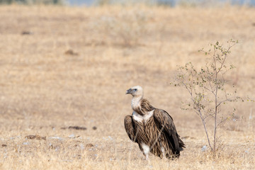 Eurasian Griffon vultures (Gyps fulvus) in an open grassland at thar desert national park, jaisalmer, Rajasthan, India