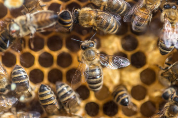 beehive with many bees