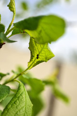 Aphids and murafei on a young tree. Garden pests