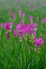 Beautiful pink flowers and morning mist in the tropical forest of Thailand. Close up Siam tulip flowers.