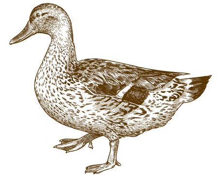 engraving antique illustration of mallard duck