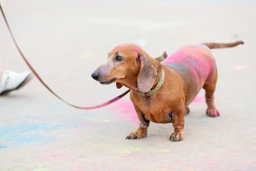 old red dachshund on Holi festival with colorful fur standing on colorful asphalt background