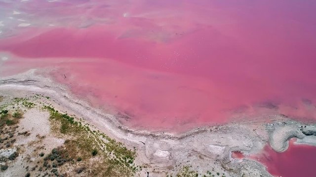 Aerial view looking down at shoreline along pink water of the Great Salt Lake as part of the high levels of salt and bacteria in the water.