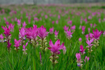 Obraz premium Beautiful pink flowers and morning mist in the tropical forest of Thailand. Close up Siam tulip flowers.