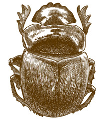 engraving antique illustration of sacred scarab