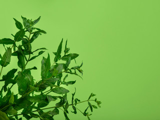 Close-up shot of a fresh spearmint on lime background.