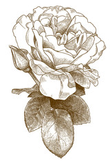 engraving illustration of rose flower