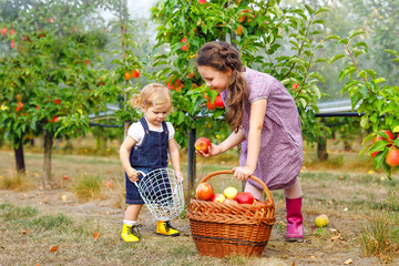 Portrait two siblings girls, little toddler and kid with red apples in organic orchard. Happy siblings, children, beautiful sisters picking ripe fruits from trees, having fun. Family, harvest season