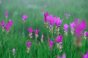 Beautiful pink flowers and morning mist in the tropical forest of Thailand. Close up Siam tulip flowers.