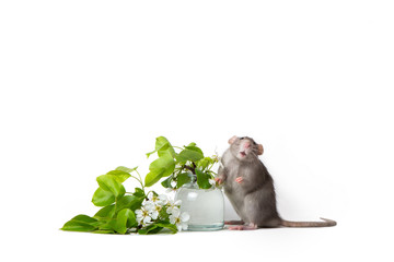 Cute rat on a white isolated background. Near vase near a vase with flowering branches. The symbol of 2020. Cute pet. Copy space.