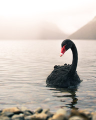 Black Swan, New Zealand © Joe