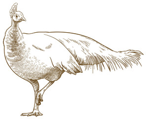 engraving illustration of albino peafowl