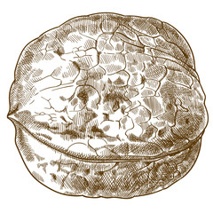 engraving antique illustration of walnut
