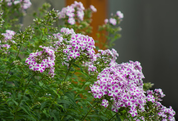 Obraz premium Phlox caroline flowers closeup with blurry background