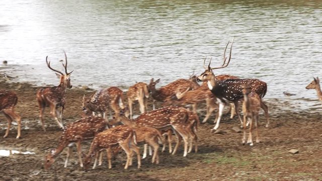 a tracking shot of an axis deer stag and herd of does at a waterhole in tadoba andhari tiger reserve in india