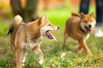  teenagers Shiba inu look somewhere